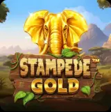 Stampede Gold